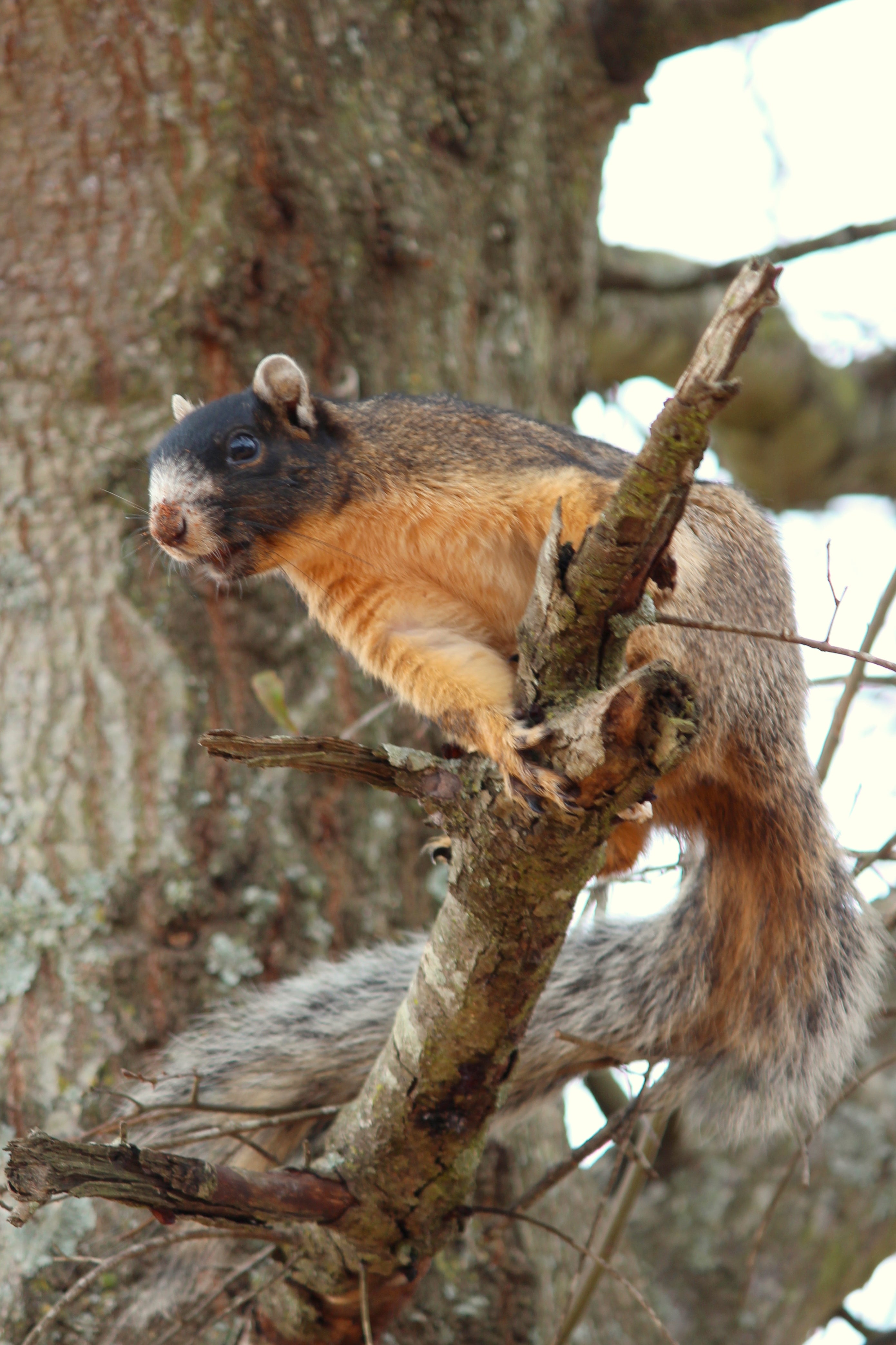 Black Squirrels In Wisconsin